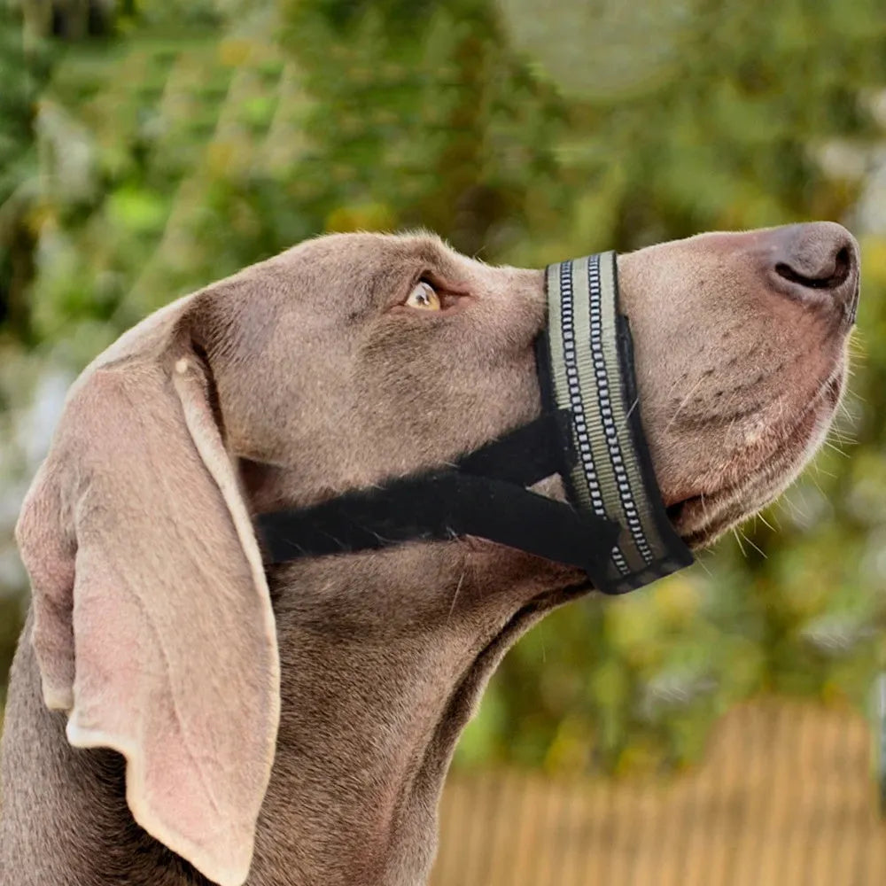 Adjustable reflective dog muzzle shown on a medium-sized dog, in blue colour.