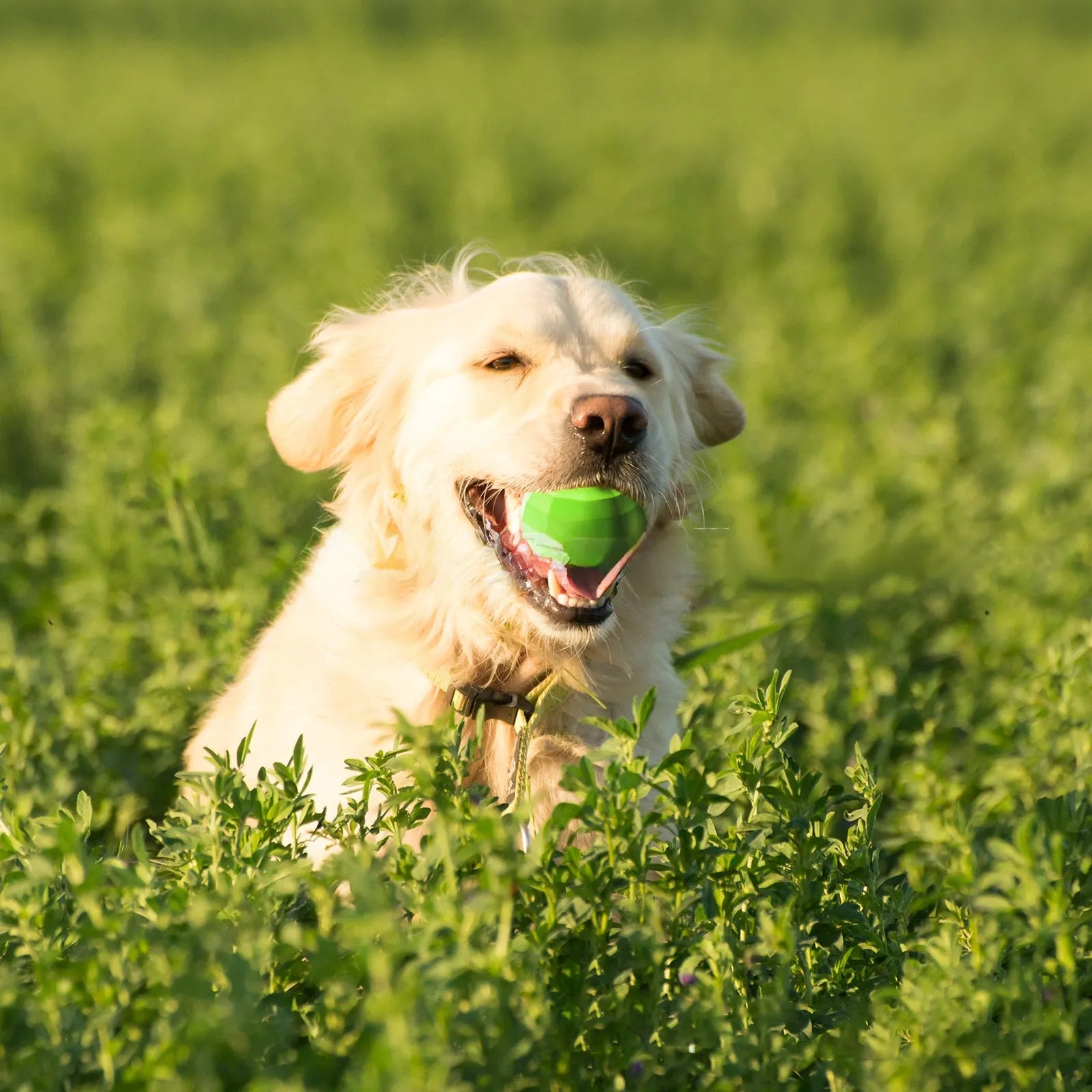 Green natural rubber squeaky ball dog chew toy for large breed dogs.