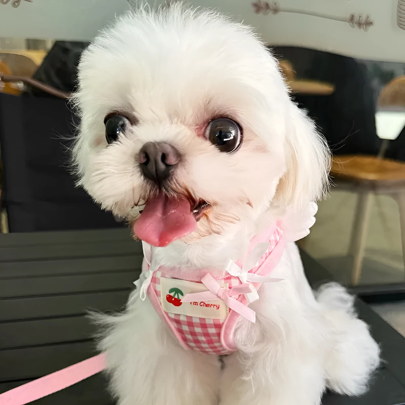 Pink and black cotton chest-back harness lead for small dogs on a white background.