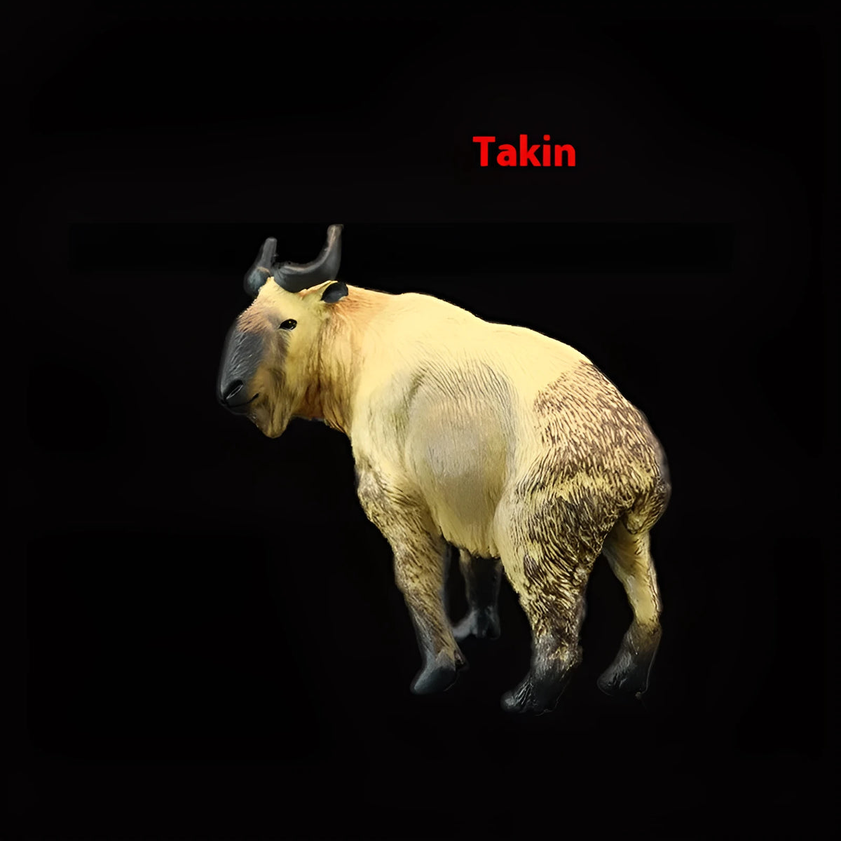 Plastic simulation animal toy model of a takin, 10.5cm tall, in natural colour finish, on a white background