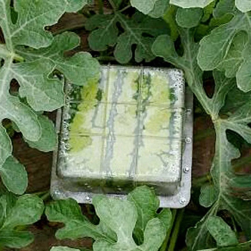 Square plastic watermelon growth mould measuring 13cm for fruit shaping