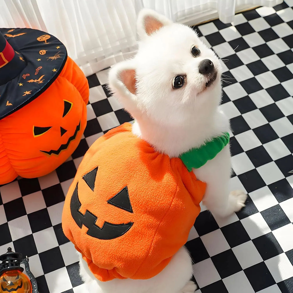 Orange pumpkin plush Halloween costume on small dog with pullover design and soft materials