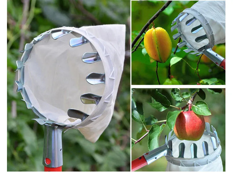 Steel frame fruit picker garden tool with a cloth catcher bag for harvesting citrus and pears.