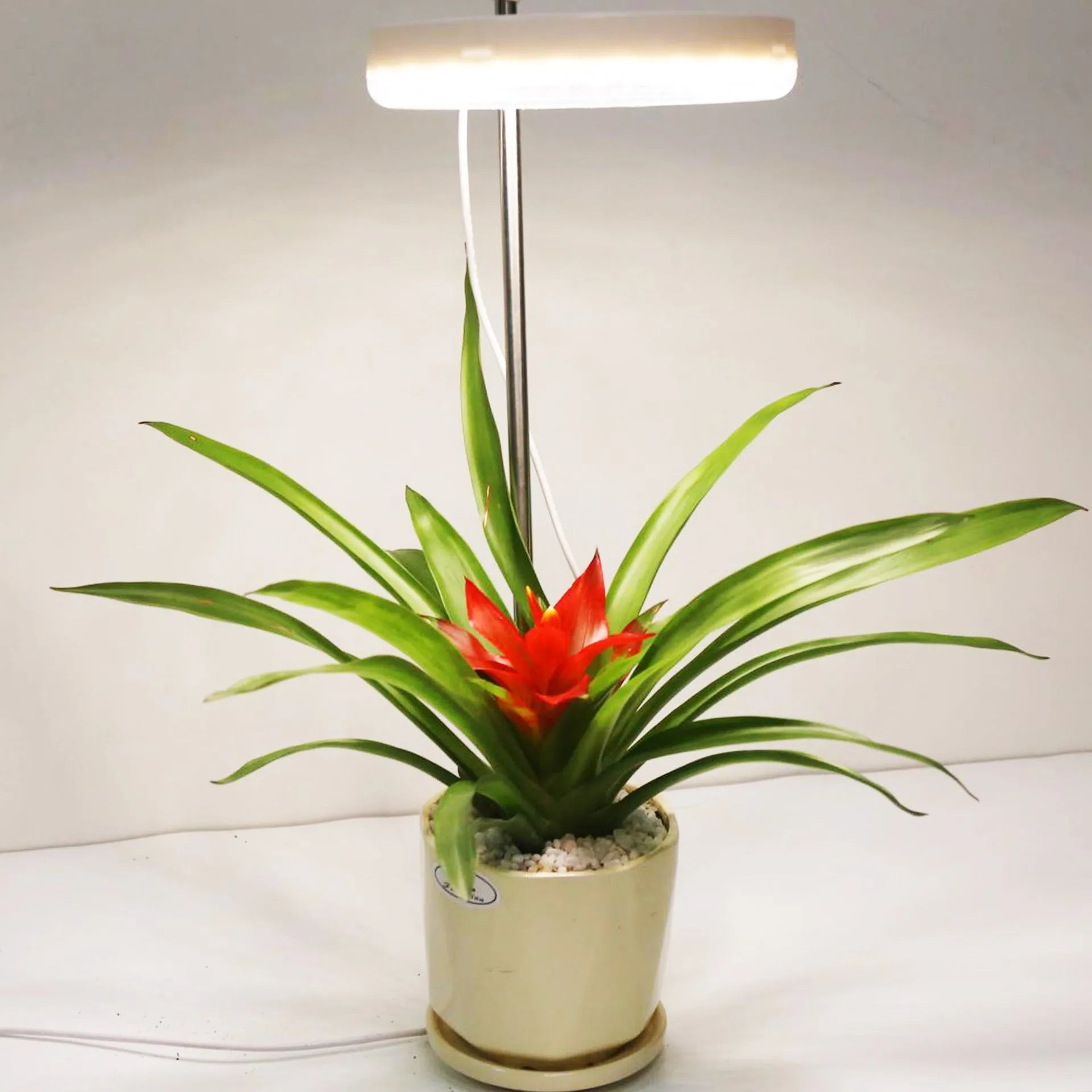 A compact LED plant growth light with a double-headed design, resting beside a small potted plant on a desk.