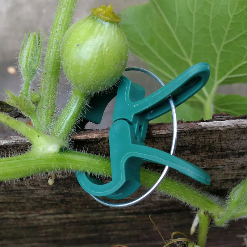 Green plastic and zinc plant fixing clips set with large and small sizes for climbing garden plants