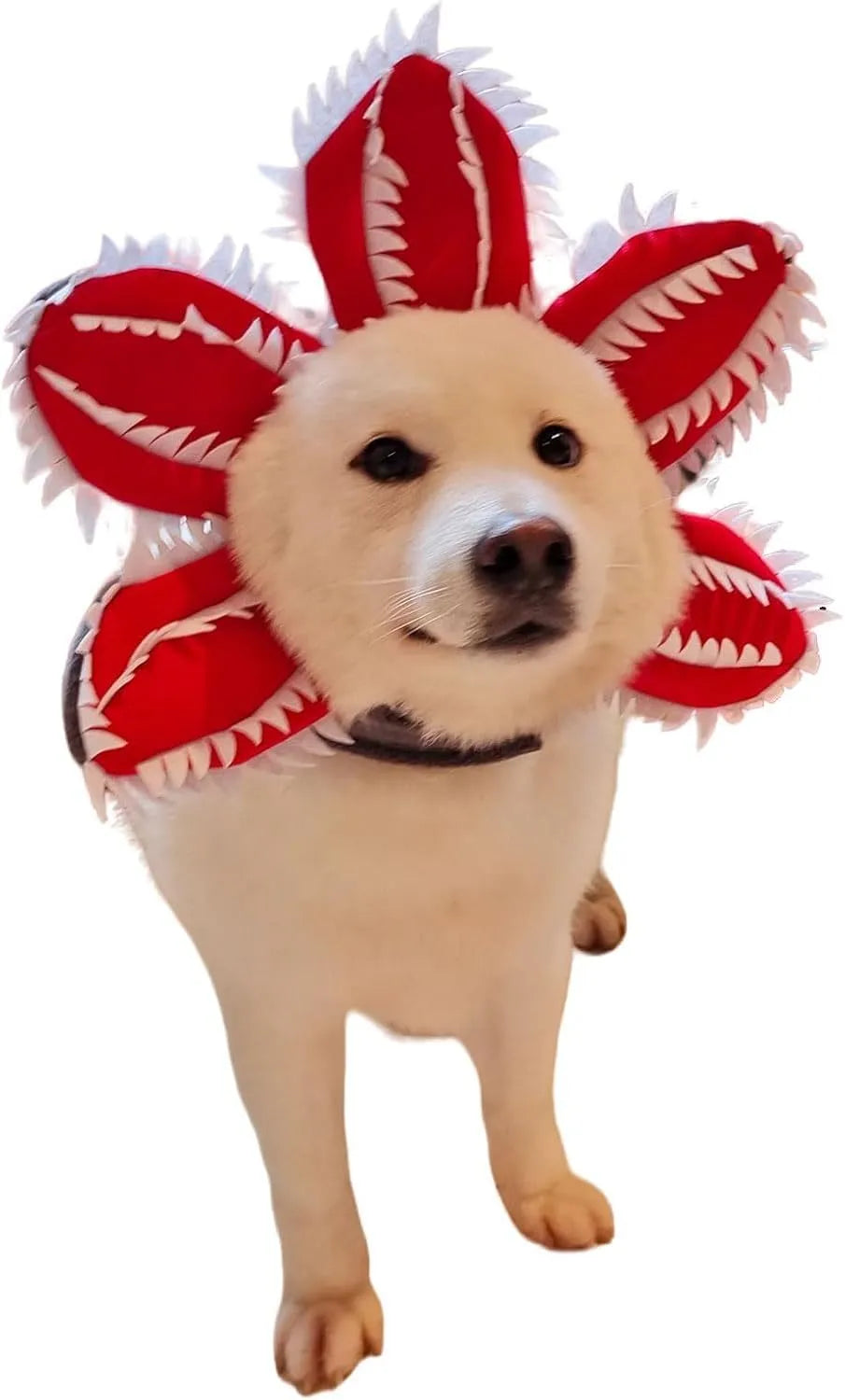 Chomper dog Halloween costume with scary demon teeth and purple flower headband on a medium-sized dog