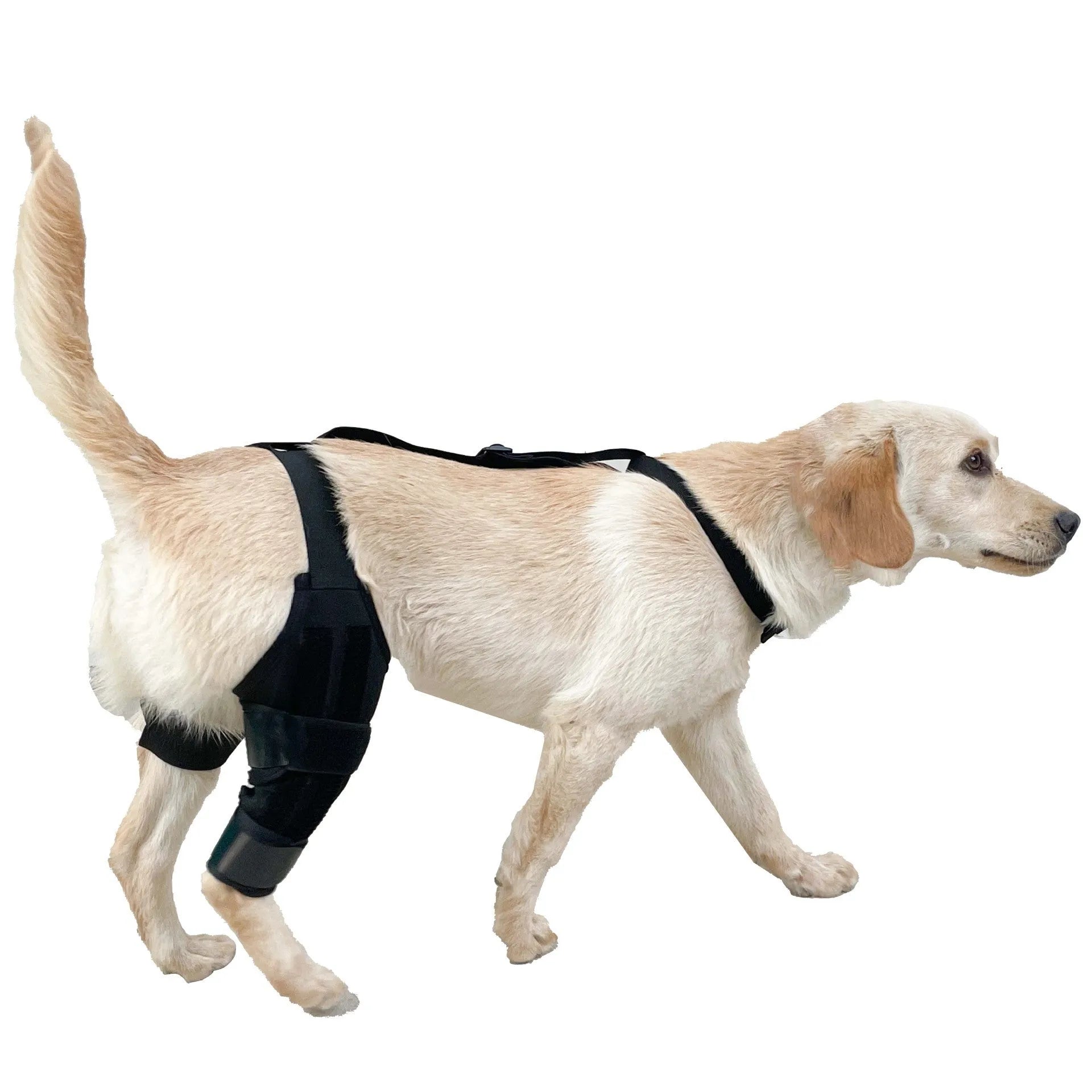 Dog leg protector knee brace with adjustable auxiliary belt on a medium-sized dog's hind leg for joint support