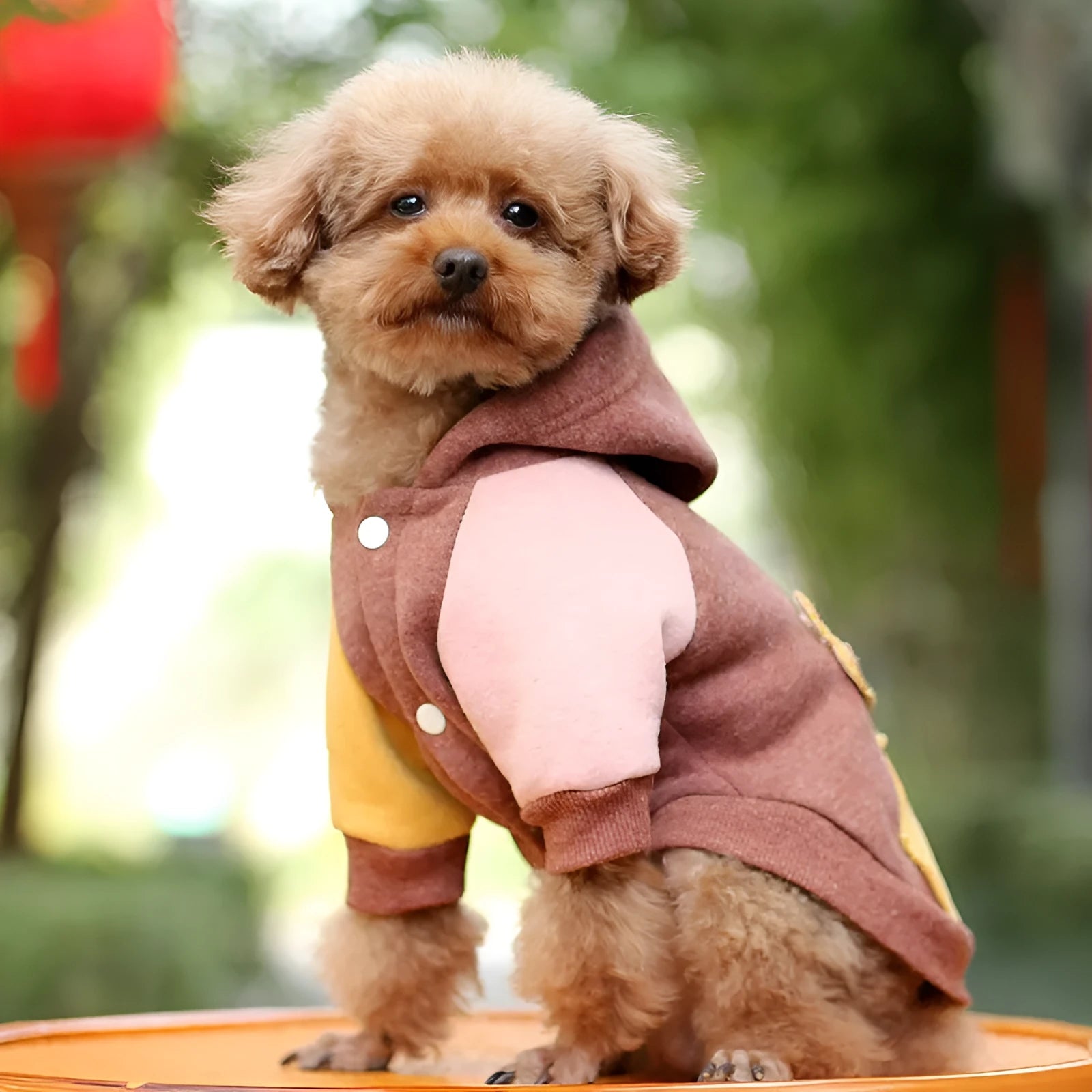 Brown cotton pet sweatshirt on a dog, showing casual fit and soft material.
