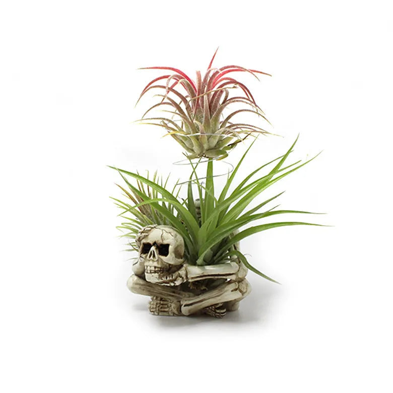 Gothic skull design resin Tillandsia bracket plant for soilless care with iron accents