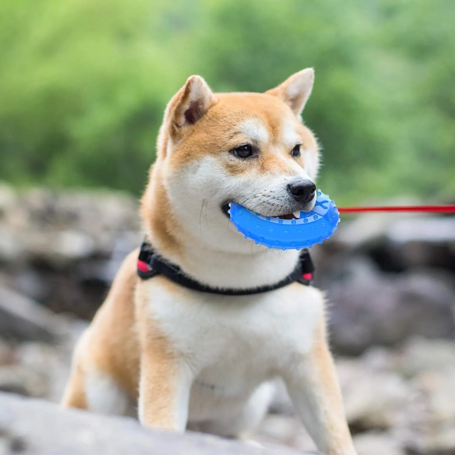 A durable bone-shaped and circle-shaped dog cooling chew toy on a blue background.