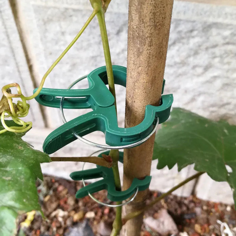 Green plastic and zinc plant fixing clips set with large and small sizes for climbing garden plants