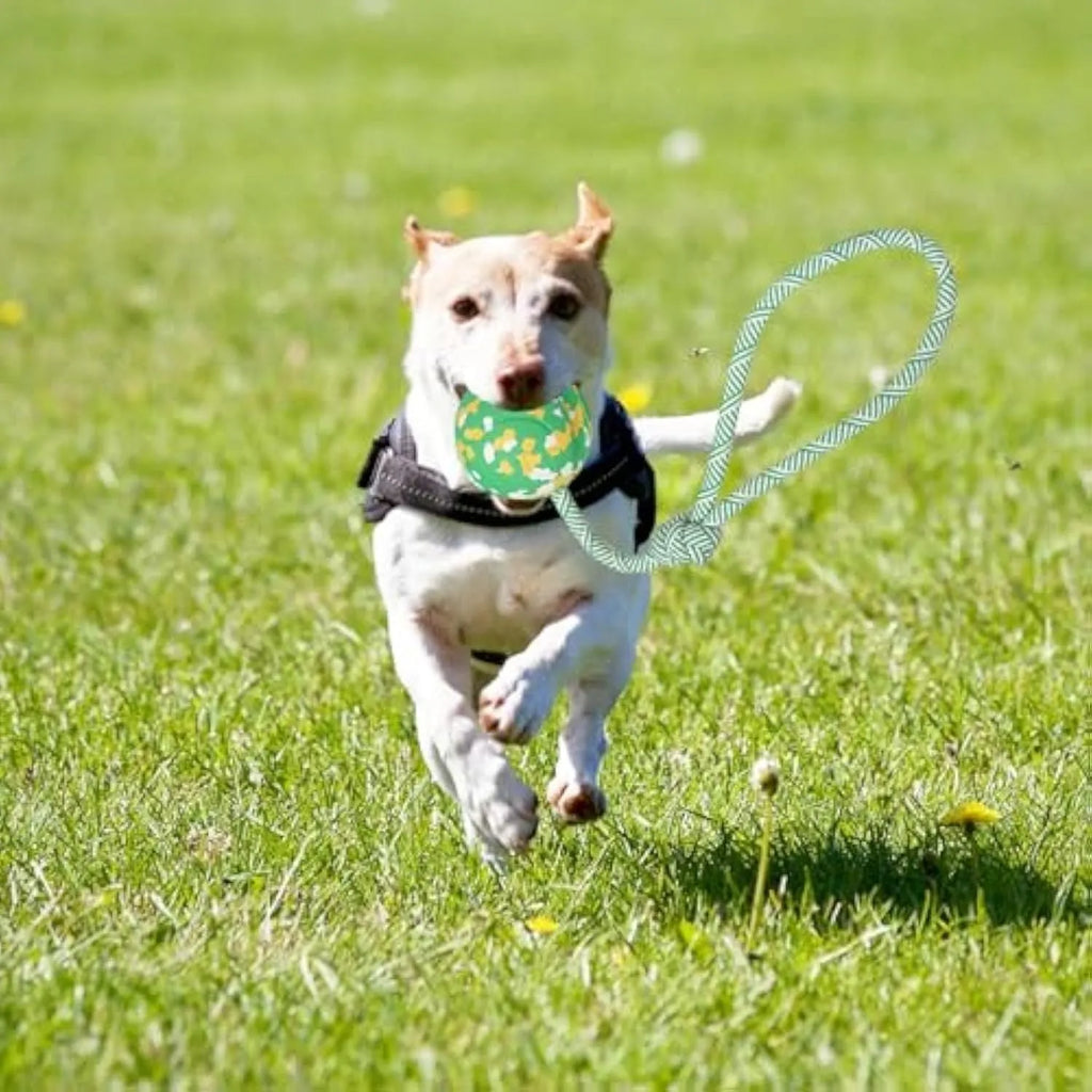 Natural rubber dog ball on nylon rope toy for medium and small dogs with 2.4 inch ball diameter