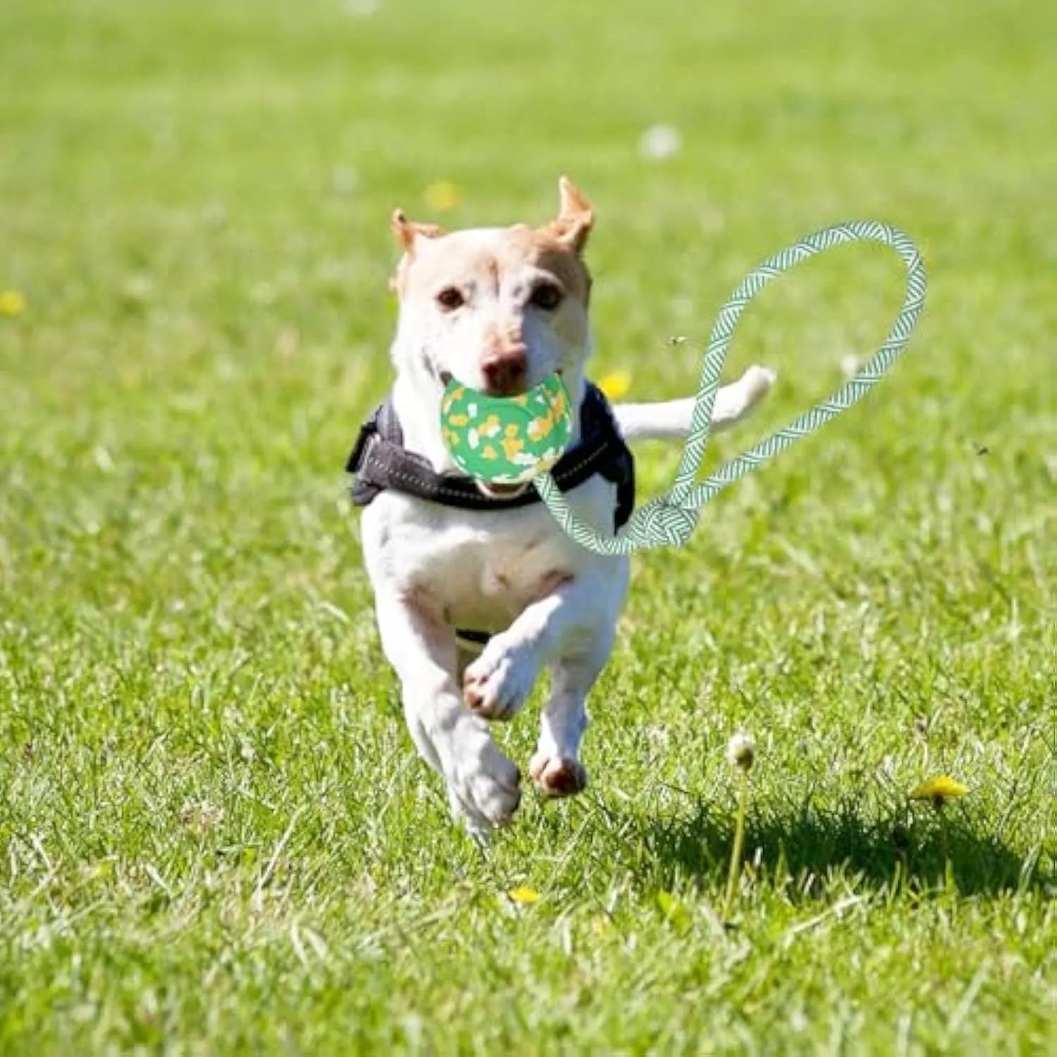Natural rubber dog ball on nylon rope toy for medium and small dogs with 2.4 inch ball diameter