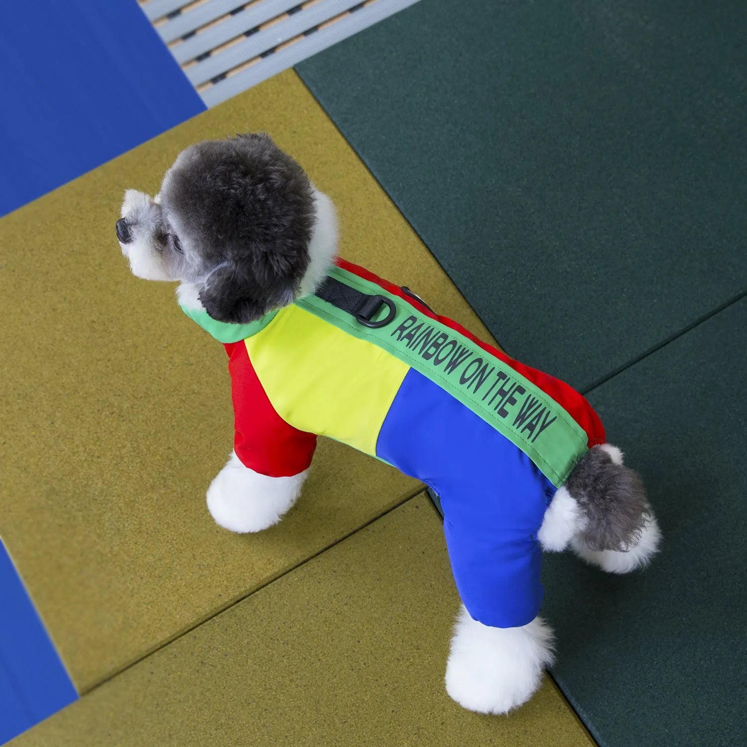 Pet dog winter warm thickened four-leg cotton-padded polyester coat, blue collar, side view on background