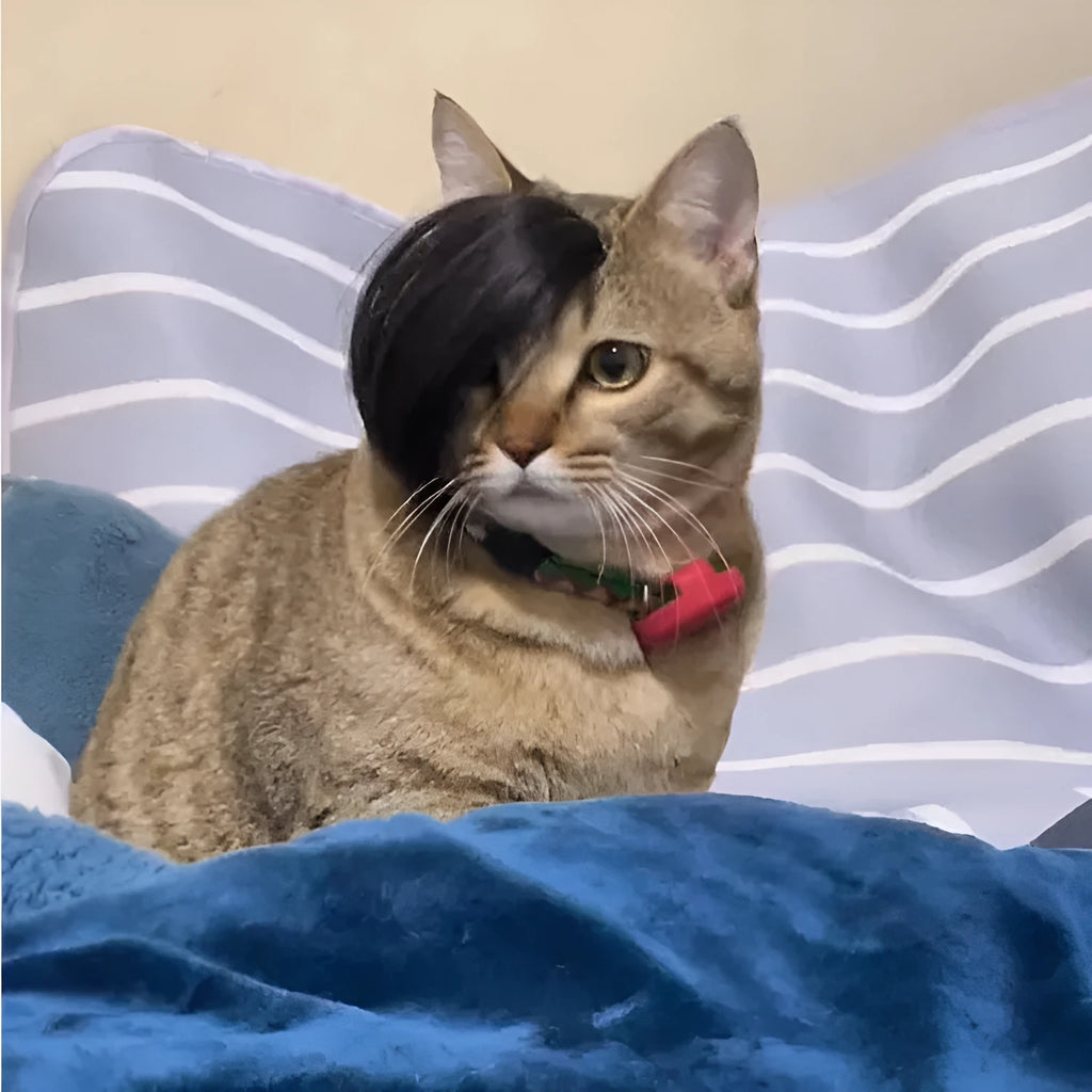 Black polyester imitation braid cat wig for pet costume dress up