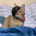 Black polyester imitation braid cat wig for pet costume dress up