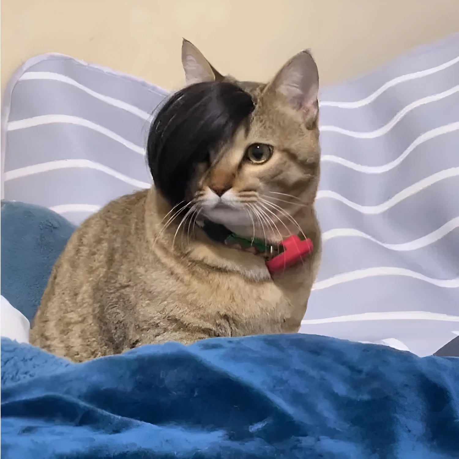 Black polyester imitation braid cat wig for pet costume dress up