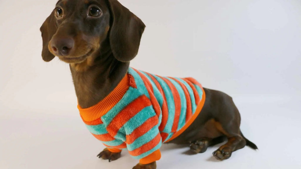 Striped casual pet sweatshirt with round neck in orange red and white colours