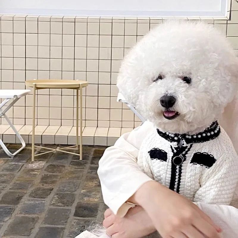 Korean style white dog sweater with pearl collar on small breed dog