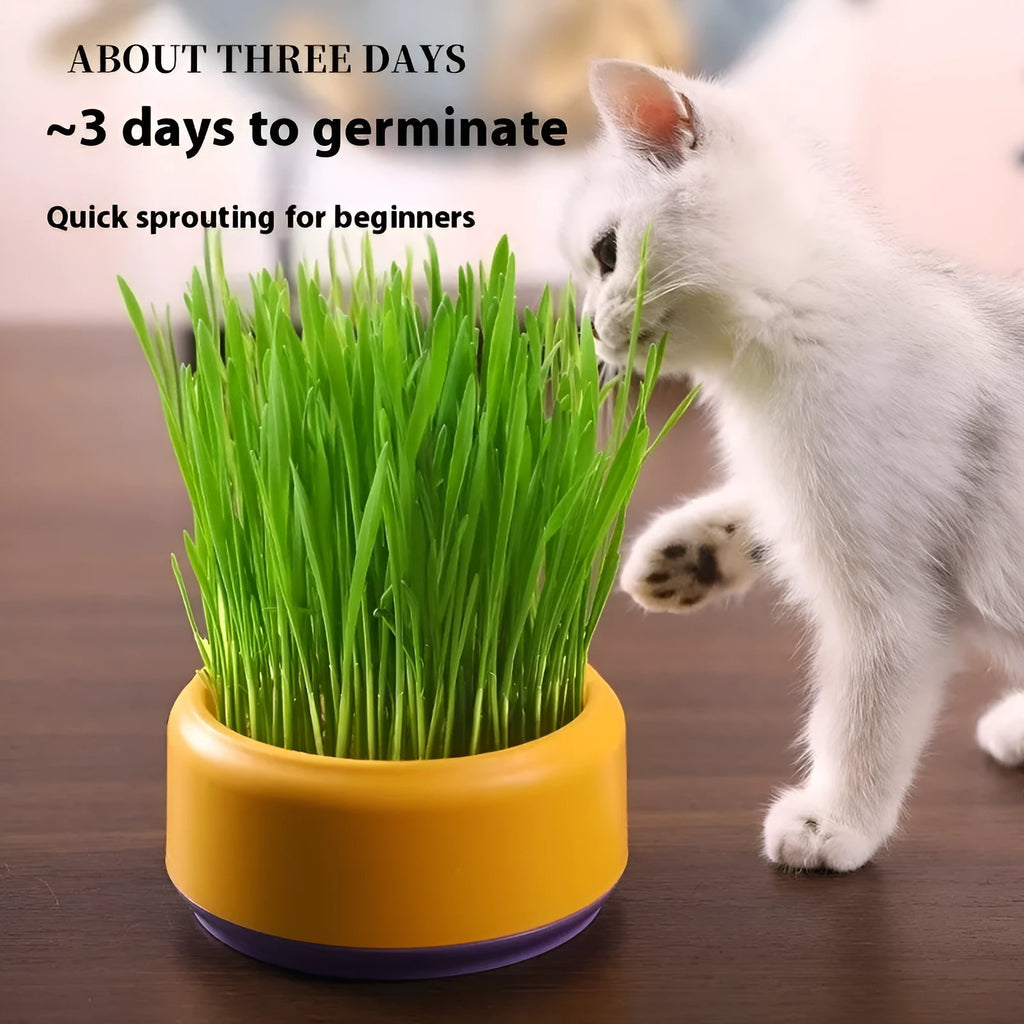 Blue hydroponic cat grass kit with soilless cup and five seed packs for indoor growing.