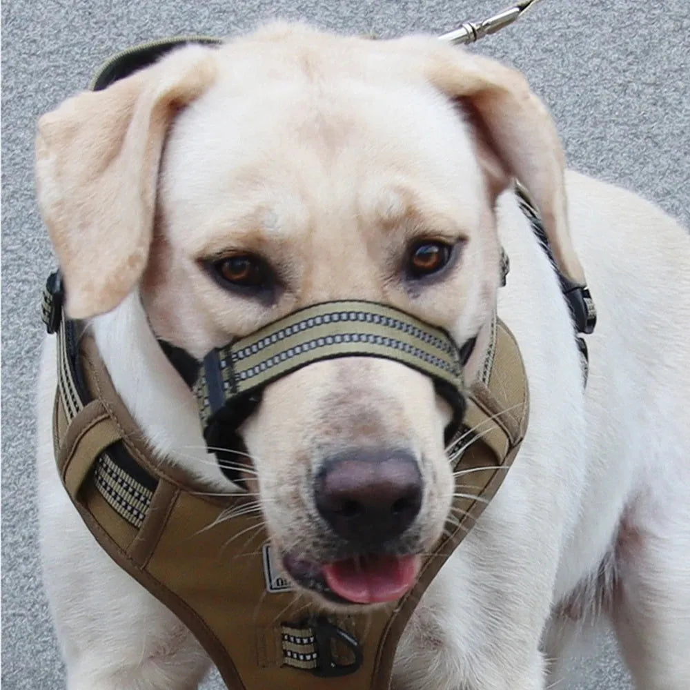 Adjustable reflective dog muzzle shown on a medium-sized dog, in blue colour.