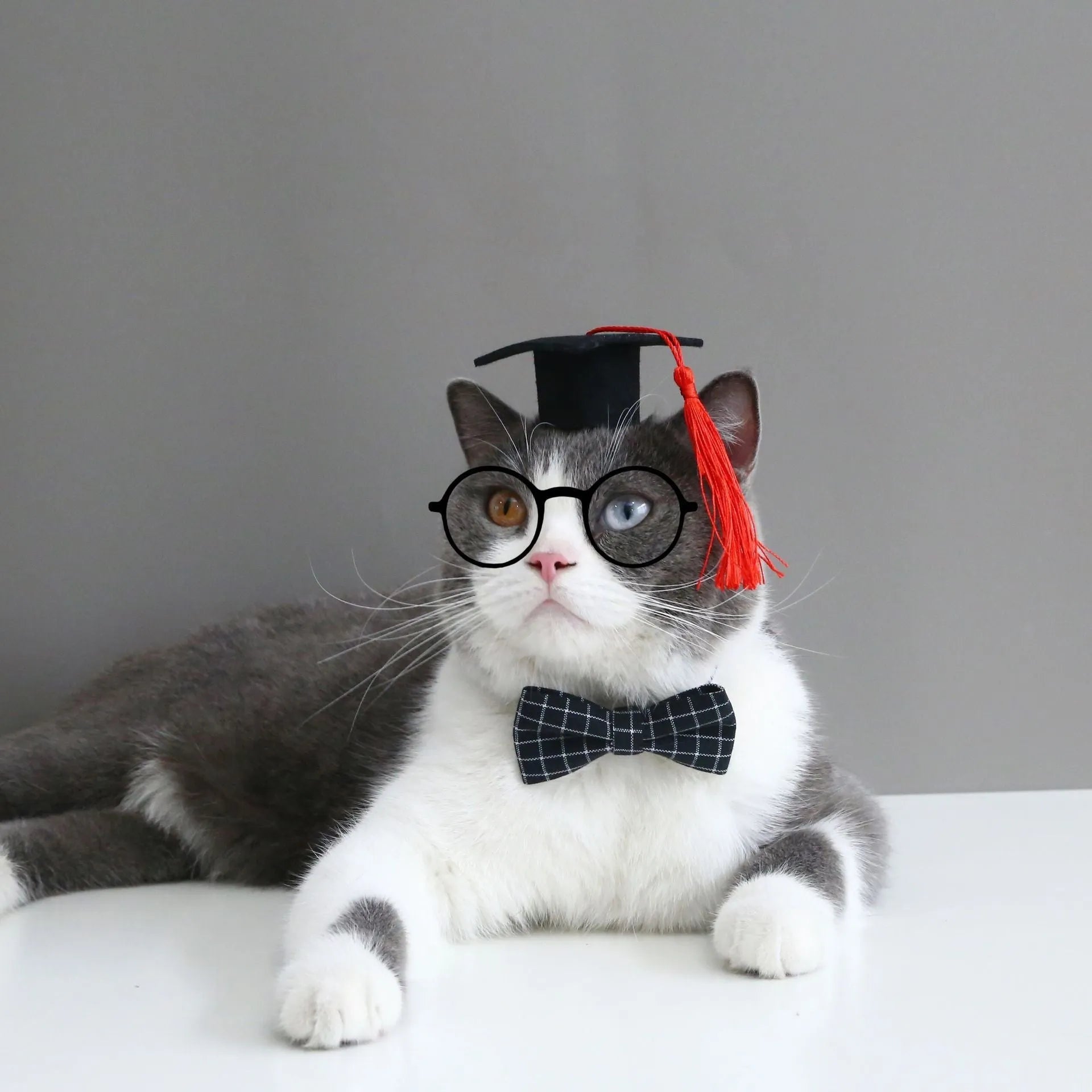 Yellow felt hair band and matching bow tie for a small dog on a white background.