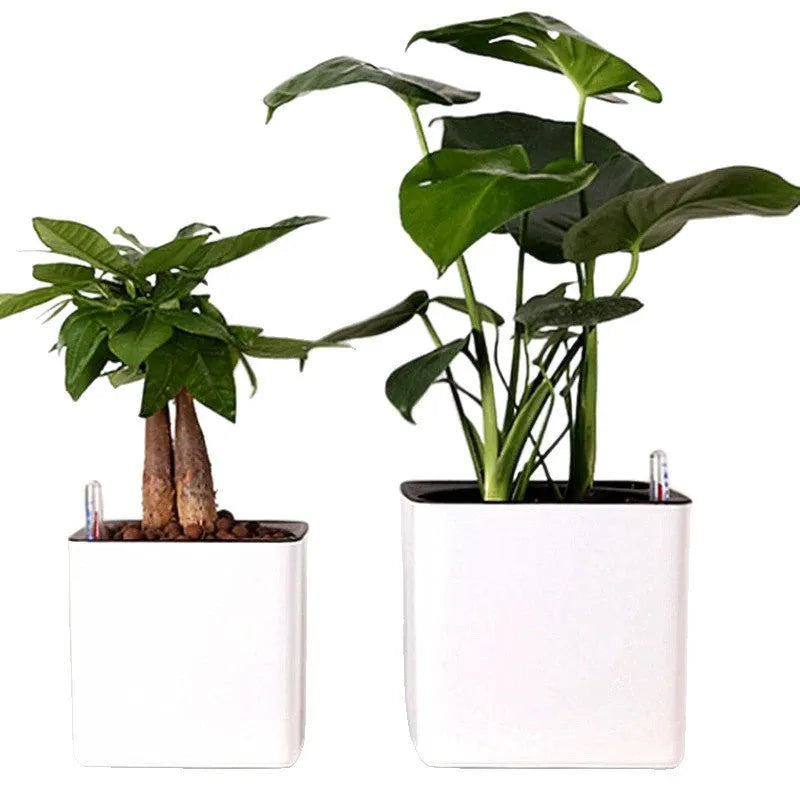 White plastic flowerpot cube lazy basin automatic water feeding for Scindapsus aureus bonsai 14cm size on desktop
