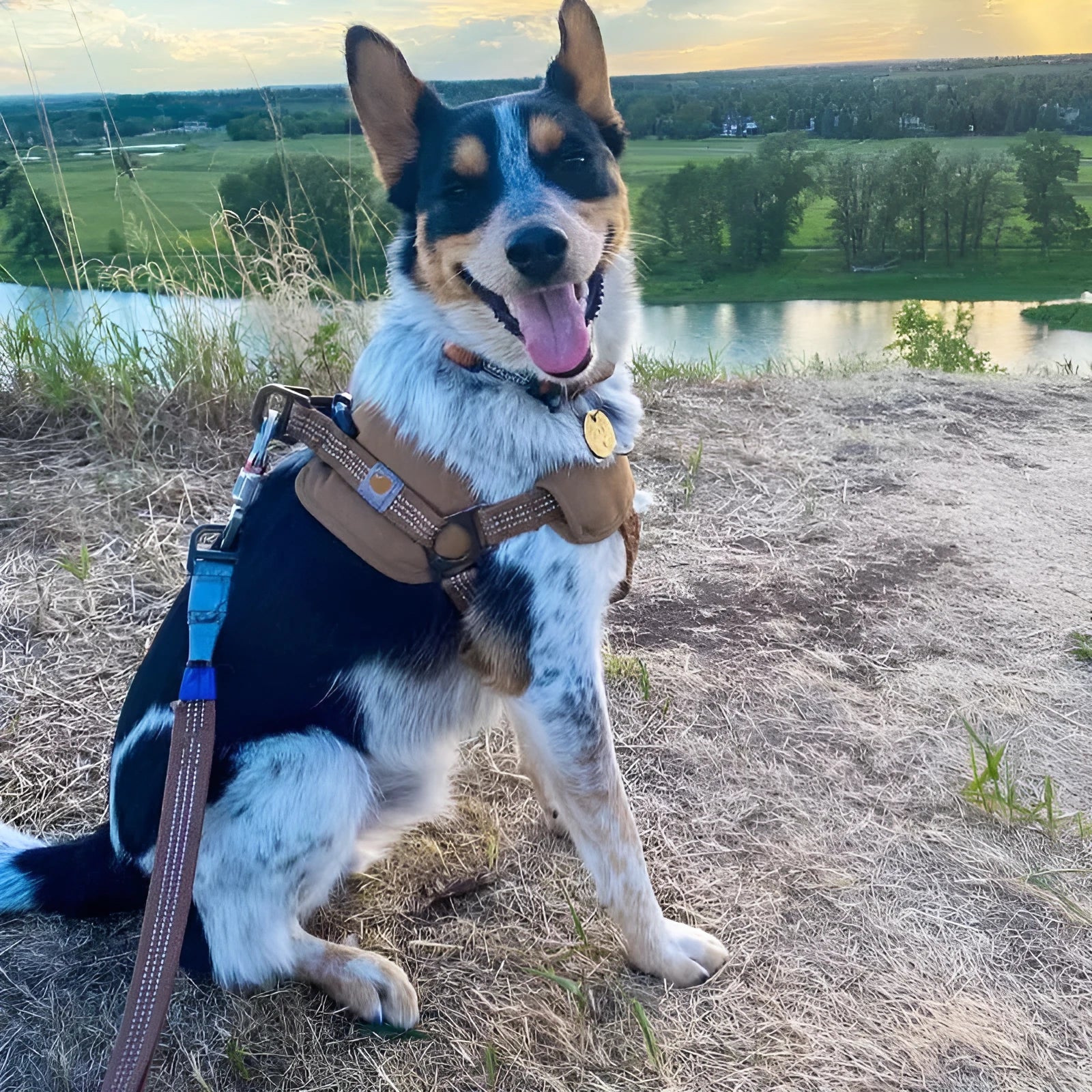 Dog training chest strap harness with reflective hand holding rope in adjustable sizes M L XL