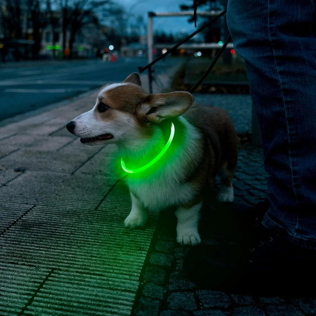 USB rechargeable LED dog collar showing blue glowing light on adjustable TPU collar