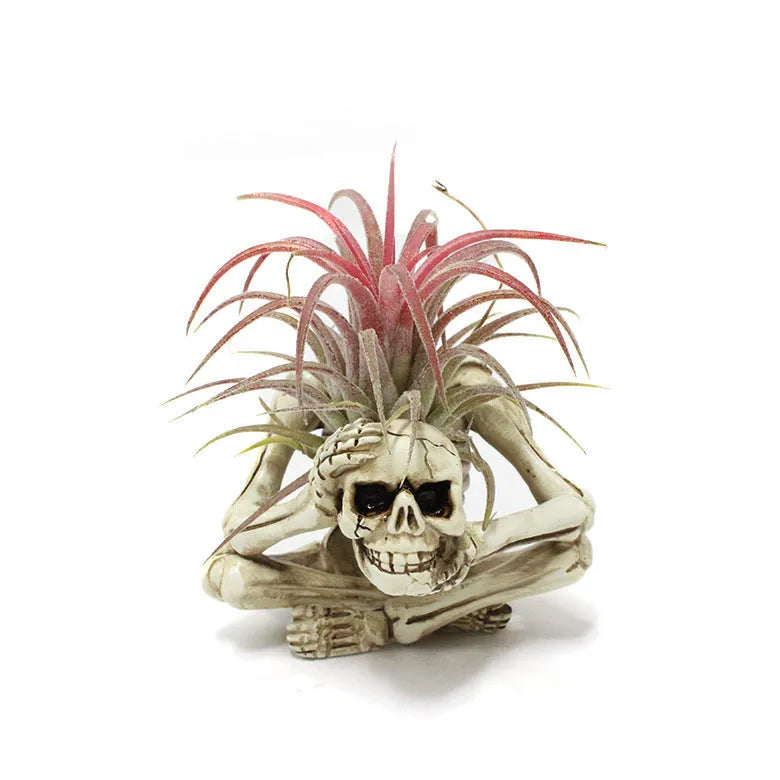 Gothic skull design resin Tillandsia bracket plant for soilless care with iron accents