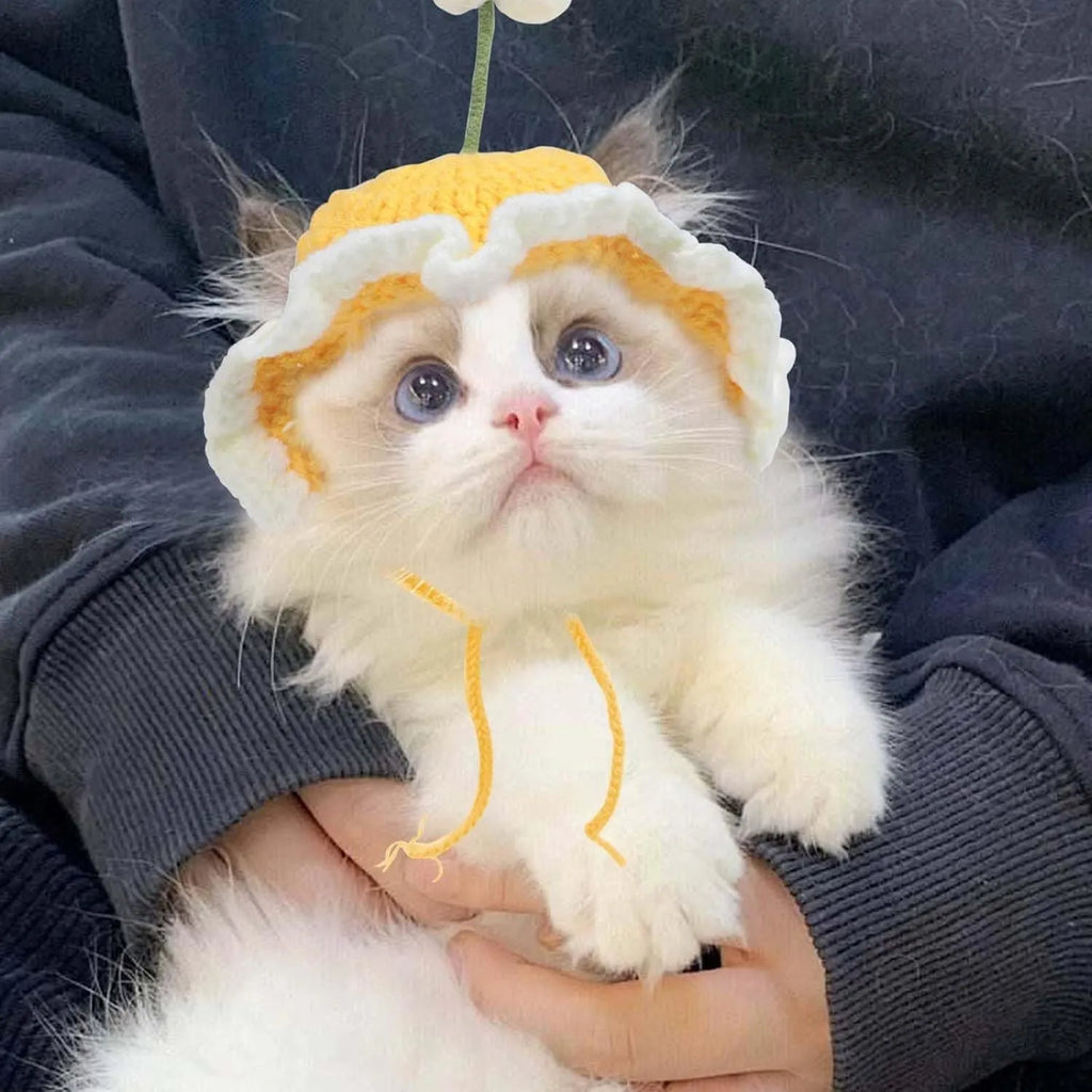 Green knitted cat hat with cartoon face, shown on a small dog as a Halloween costume accessory.