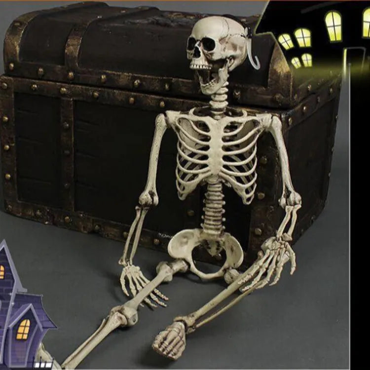 Full-size 170cm plastic skeleton display model with detailed skull and articulated joints