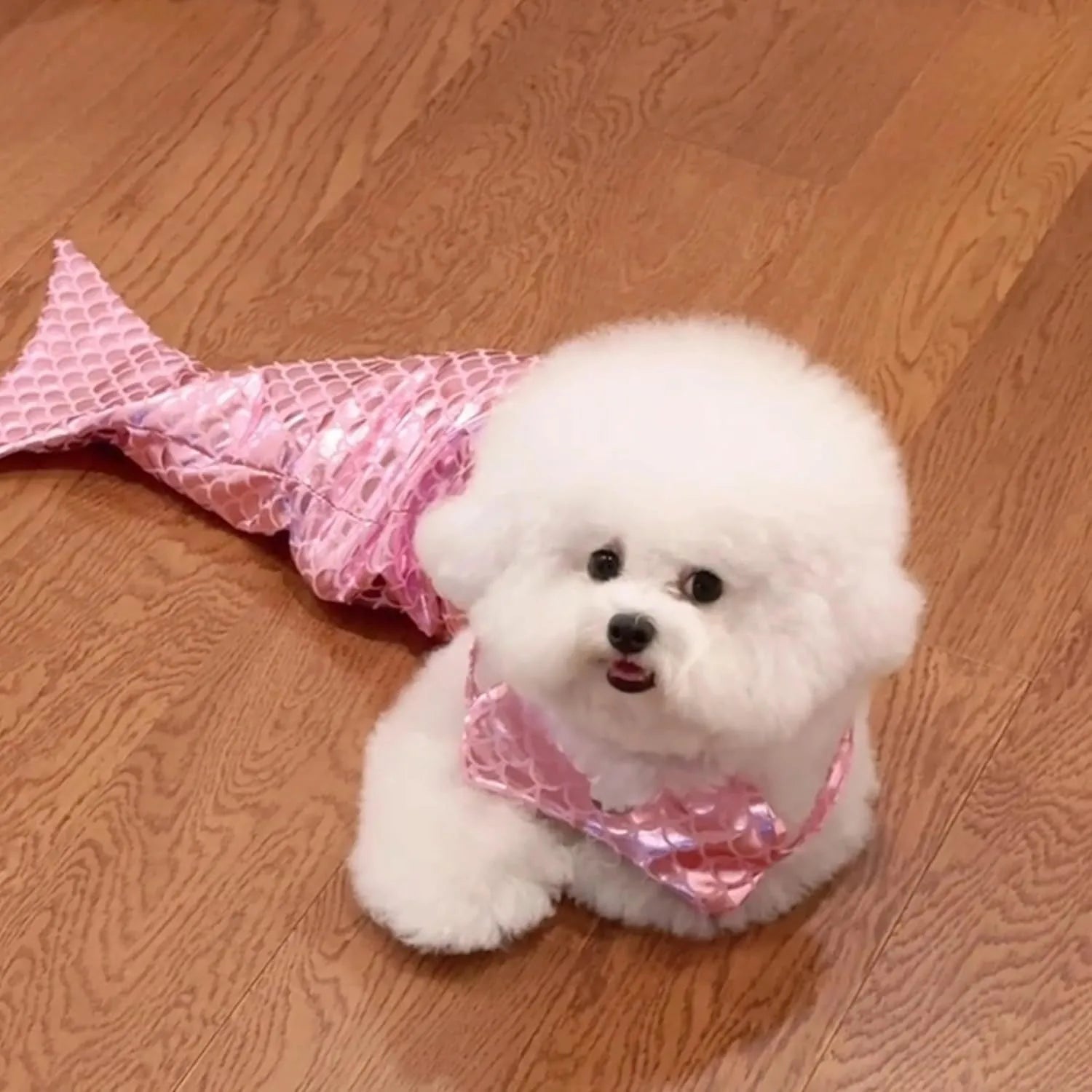 Blue mermaid costume on a cat showing the long glittering fishtail and elastic chest strap.