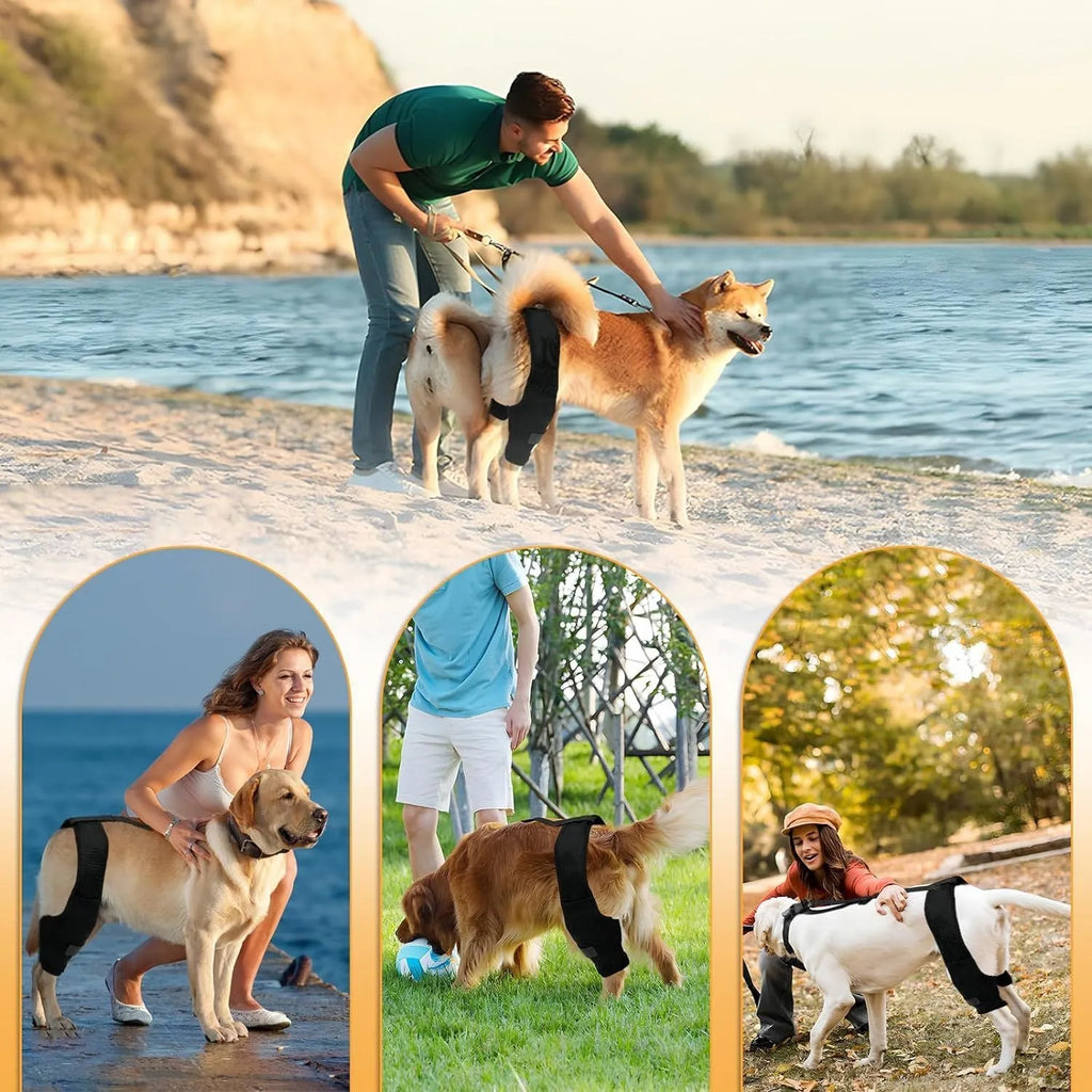 Dog leg protector knee brace with adjustable auxiliary belt on a medium-sized dog's hind leg for joint support