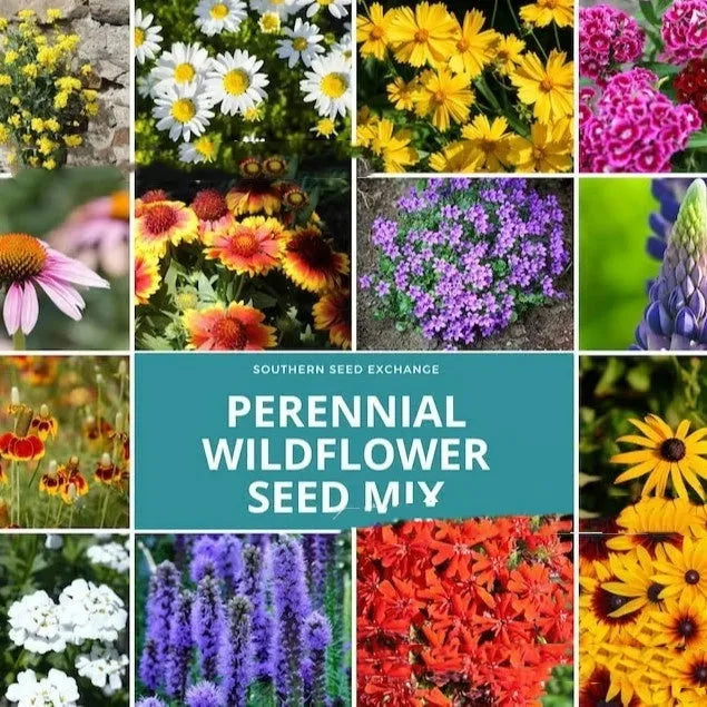 Packet of Purpleflower Holly Leaf cold and drought resistant mixed wildflower seeds for garden decoration.