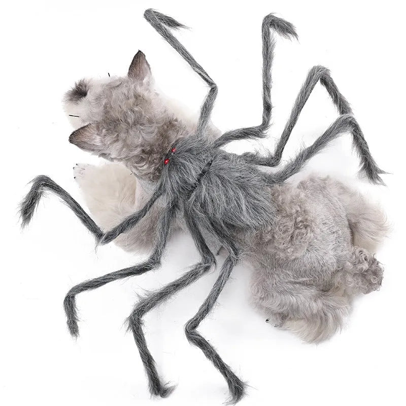 Grey and black spider costume on a dog for Halloween