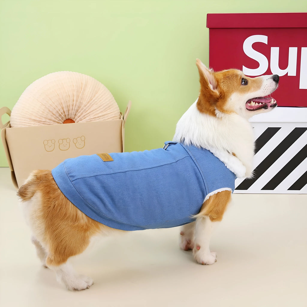 Corgi wearing dark blue denim cotton coat showing size fit and colour
