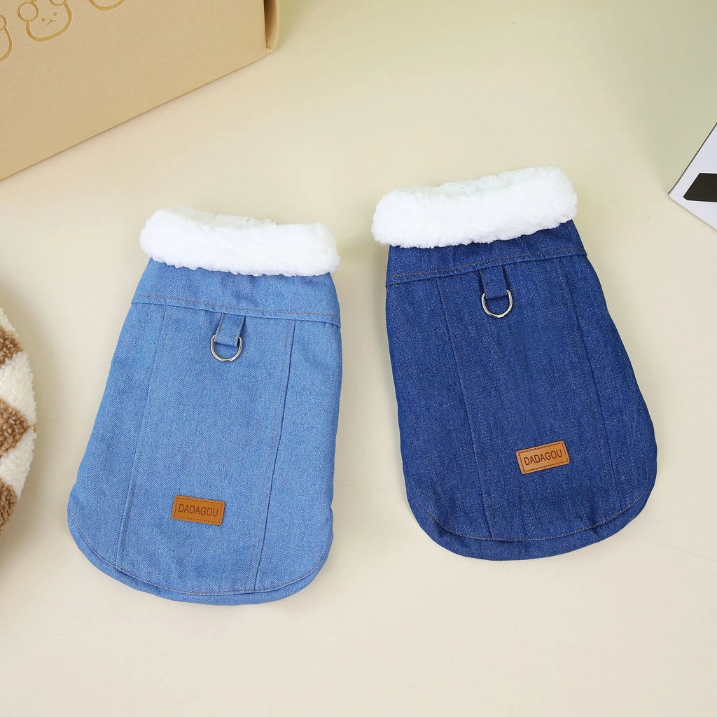 Corgi wearing dark blue denim cotton coat showing size fit and colour