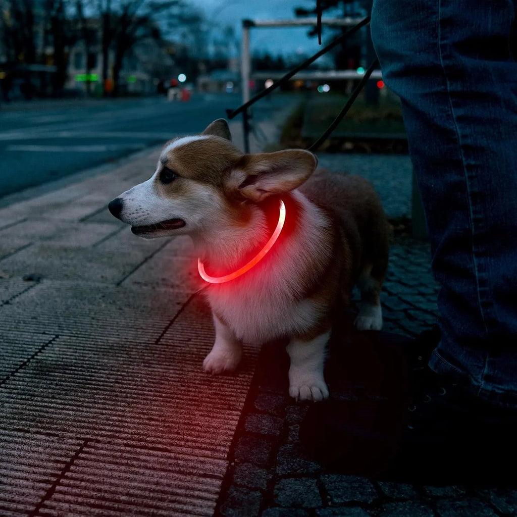 USB rechargeable LED dog collar showing blue glowing light on adjustable TPU collar