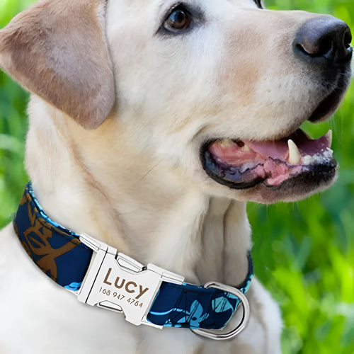 Adjustable nylon dog collar with quick-release buckle in black, green, and rose red