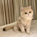 Apricot coloured polar fleece cat winter vest shown on size guide from XS to XL for 0.50kg to 8.50kg cats