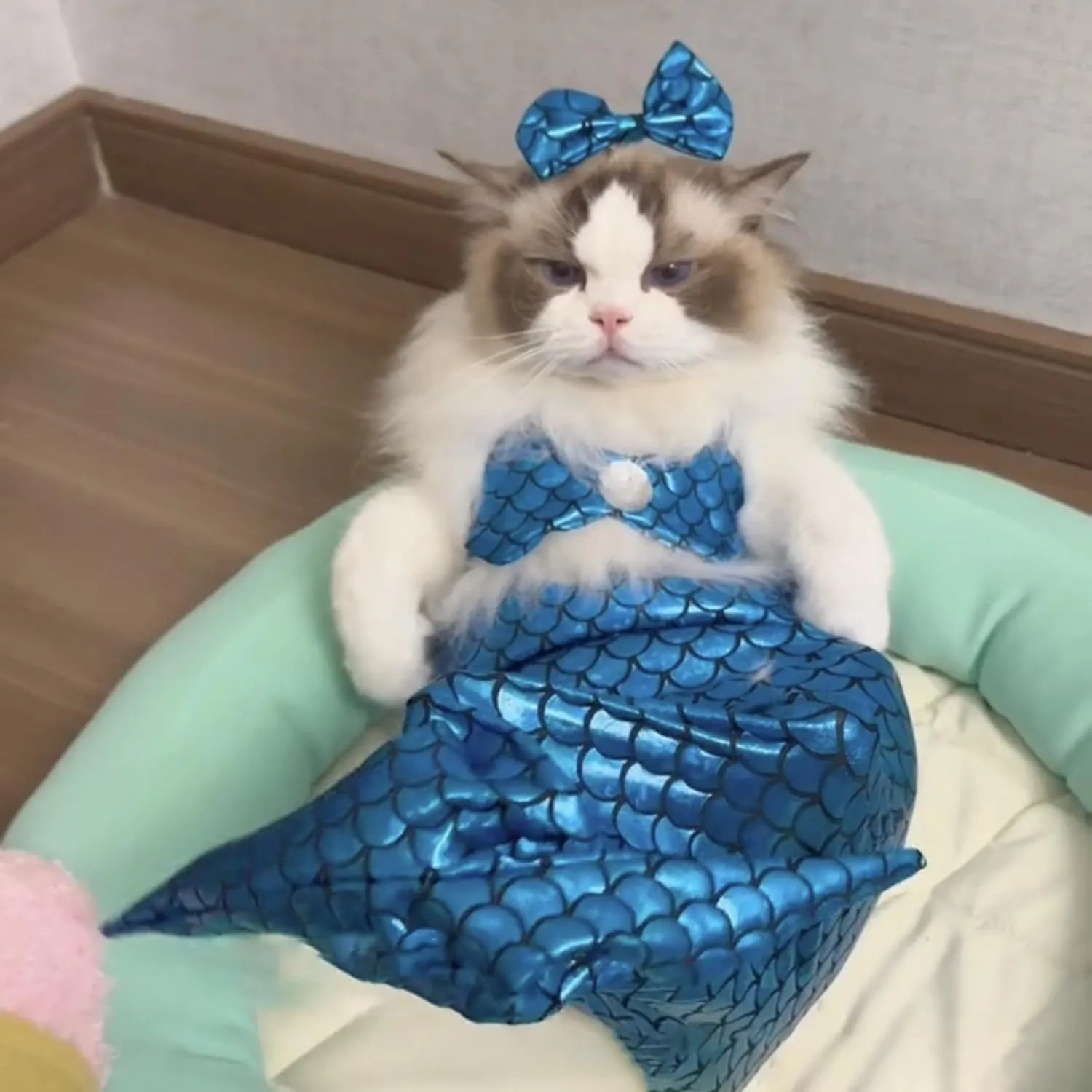 Blue mermaid costume on a cat showing the long glittering fishtail and elastic chest strap.