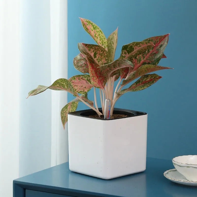 White plastic flowerpot cube lazy basin automatic water feeding for Scindapsus aureus bonsai 14cm size on desktop