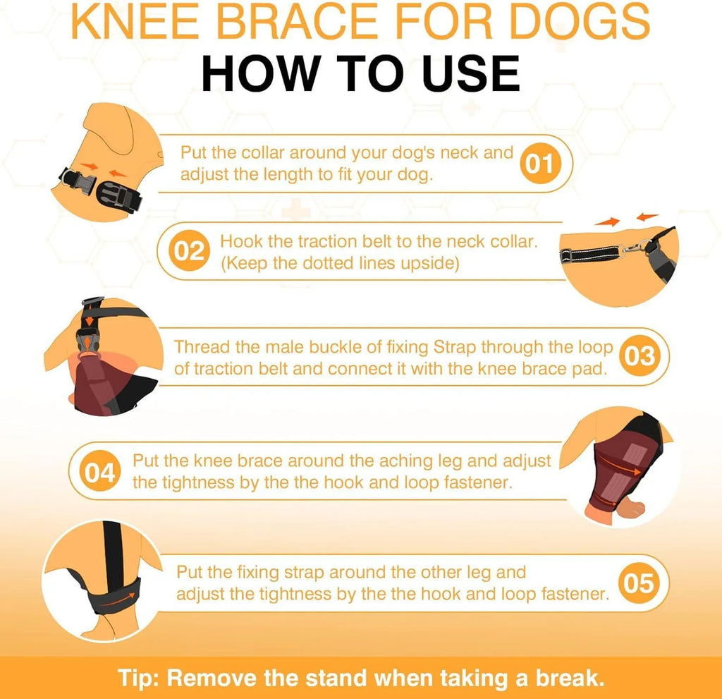 Dog leg protector knee brace with adjustable auxiliary belt on a medium-sized dog's hind leg for joint support