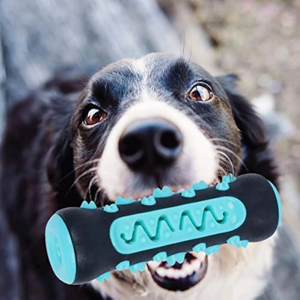 Natural rubber dog toothbrush chew toy in blue with cleaning bristles, shown next to a size scale.