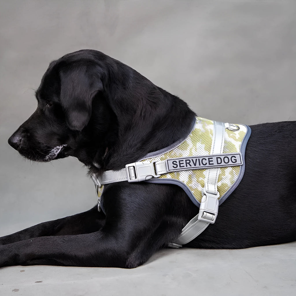 Reflective dog harness with neck protection in camouflage colour on a medium-sized dog