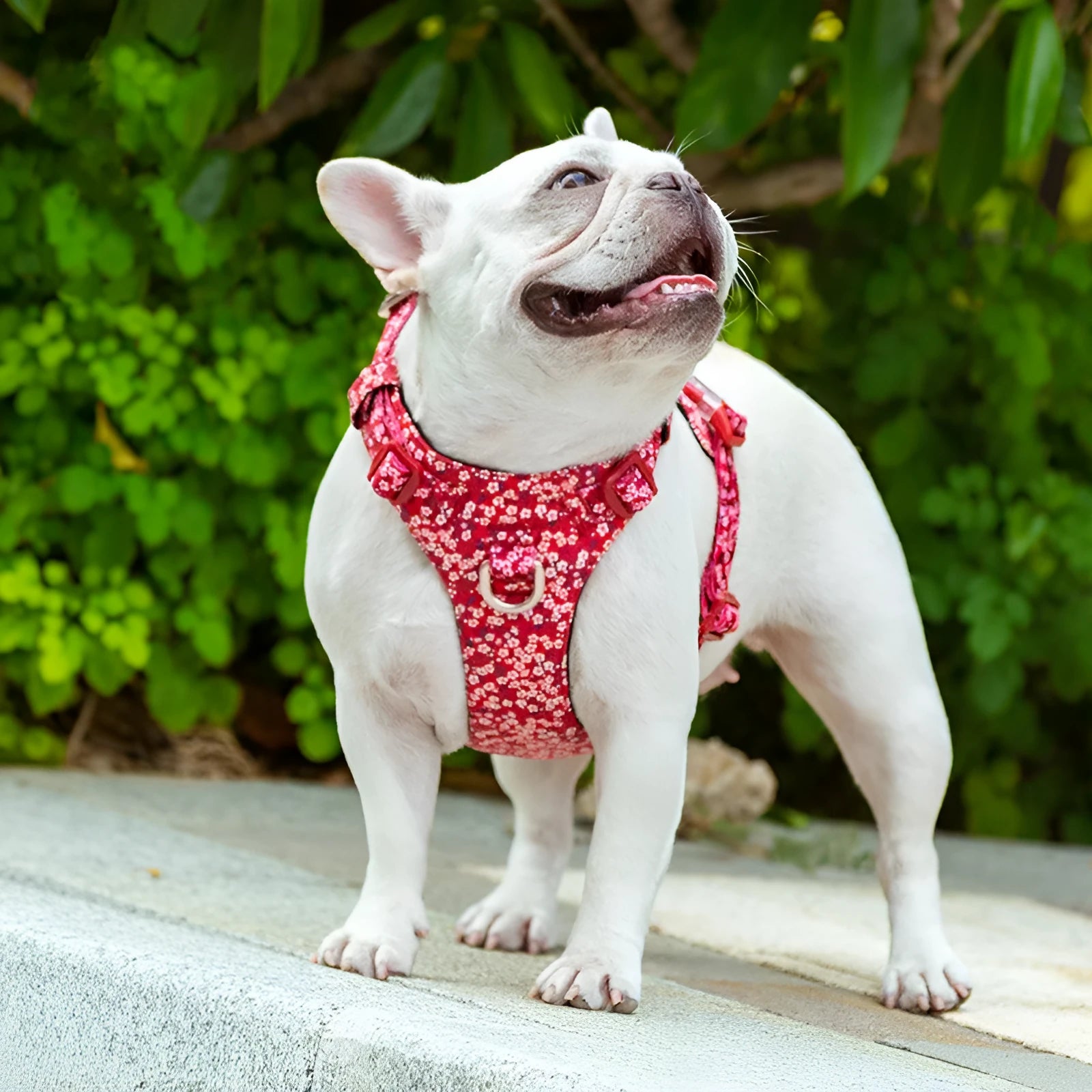 Floral pattern dog harness with chest strap design in pure cotton fabric