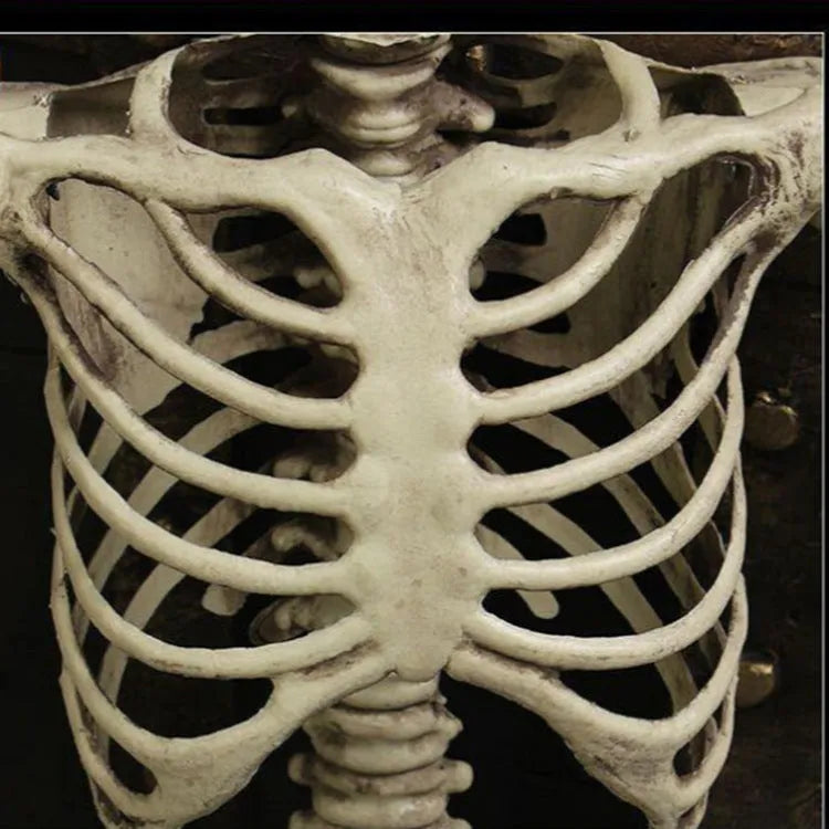 Full-size 170cm plastic skeleton display model with detailed skull and articulated joints