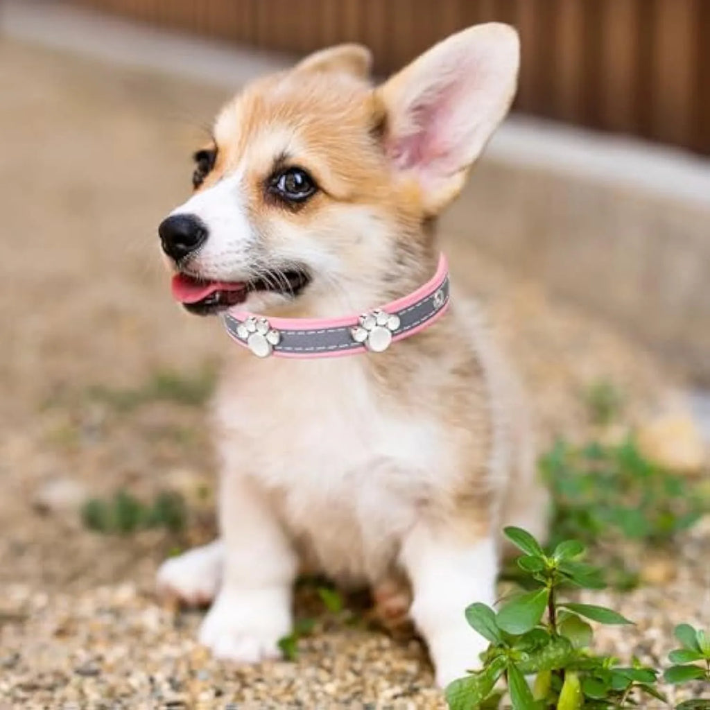 Reflective PU leather dog collar with paw rivet decoration and metal buckle