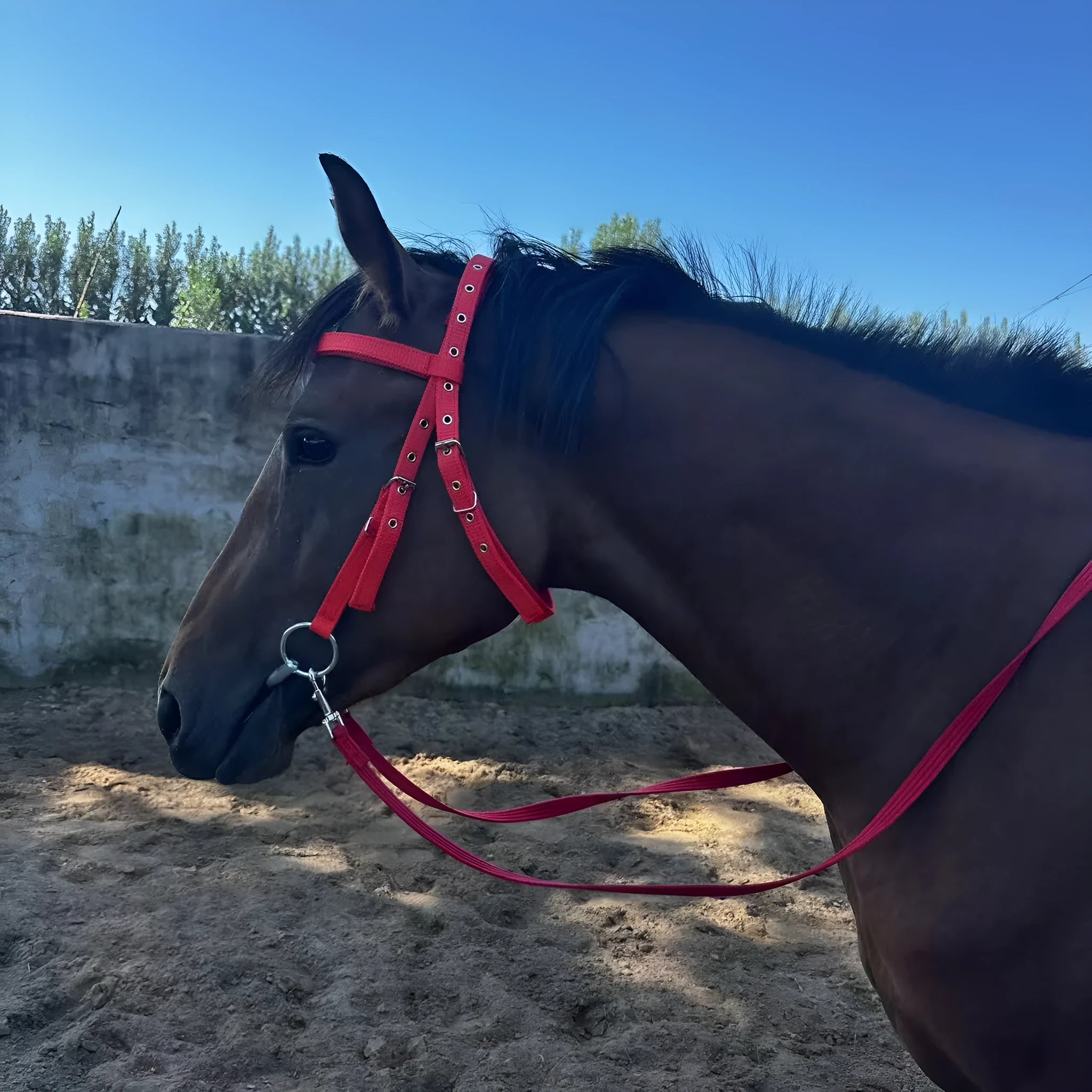 Black fibre horse halter rope for ponies with shoulder height below 1.3m